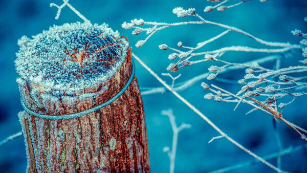 Wallpaper Blue, Background, Tree, Photography, Trunk, Frozen