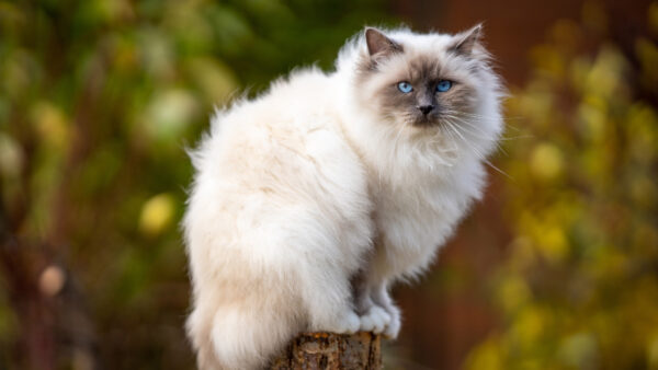 Wallpaper Bokeh, Cat, Background, Sitting, Blur, White, Tree, Black, Eyes, Trunk, Blue