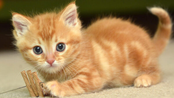 Wallpaper Cat, Eyes, Grey, Brown, White, Black, Cute, Kitten, Light