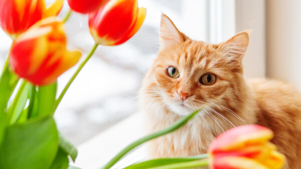 Wallpaper Cat, Look, Light, Stare, Brown, Window, Glass, Near, Sitting, With, White