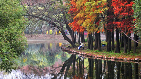 Wallpaper Reflection, Park, Background, Trees, Scenery, Nature, Lake, Autumn