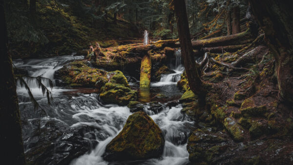 Wallpaper Forest, Nature, Desktop, Waterfall, Tree, Covered, Stones, Algae, Ripple, Trunk, Mobile, Stream, Background, Rocks