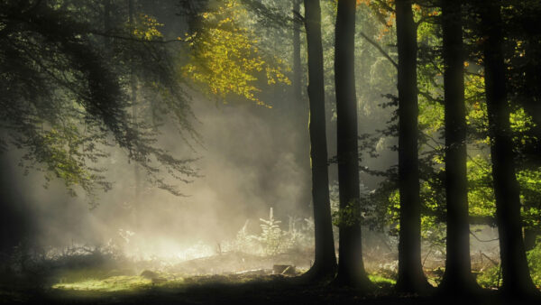 Wallpaper Sunbeam, Trees, Foggy, With, Green, Nature, Forest, Background