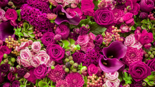 Wallpaper Dark, Pink, Flowers, Green, Rose, Purple, Bunch, Plants, Light