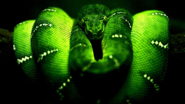 Wallpaper Green, Python, Desktop, Razer