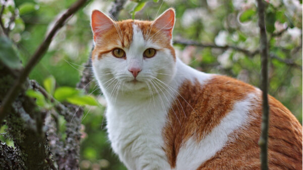 Wallpaper Tree, Eyes, Background, Branch, Sitting, Blur, Yellow, Brown, White, Cat