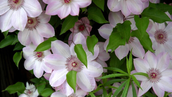 Wallpaper Leaves, Clematis, Flowers, Green, Purple, With, White, Light