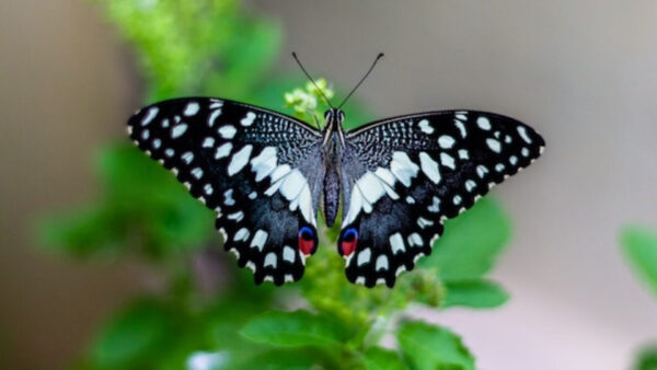 Wallpaper Green, Blur, Butterfly, Background, Leaf, White, Design, Black