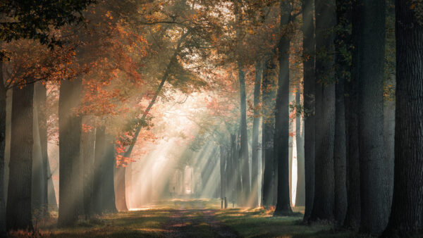Wallpaper Sunrays, Trees, Fog, Path, Nature, Between, Autumn, Branches