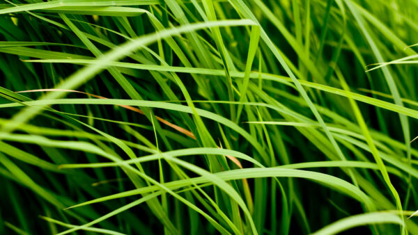 Wallpaper Photography, Desktop, Macro, Grass, Mobile, Leaves, Field