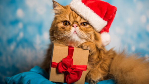 Wallpaper Cat, Santa, Persian, Cap, With, Box, Gift, Holding, Brown, Claus
