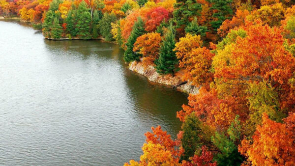 Wallpaper Trees, Yellow, Aerial, River, Autumn, Red, Green, View, Fall