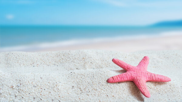 Wallpaper Nature, Mobile, Beach, View, Closeup, Starfish, Ocean, Blue, Desktop, Sand, Background