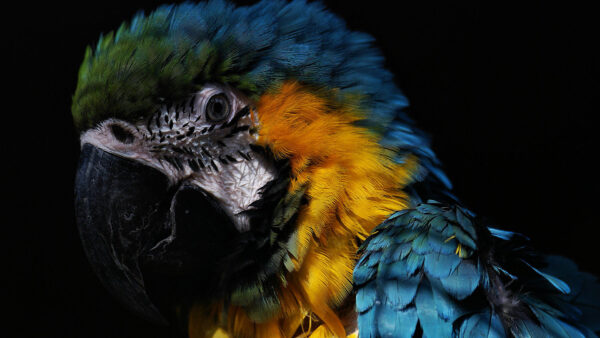 Wallpaper Yellow, Bird, Blue, Macaw, Green, Black, Birds, Background