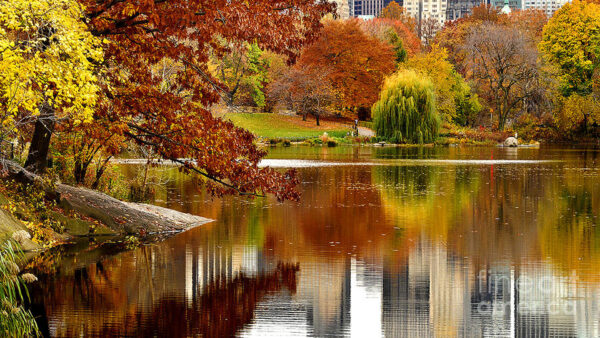 Wallpaper Fall, Green, Background, Tree, Buildings, River, Reflection, Branches, Leaves, Red, Yellow