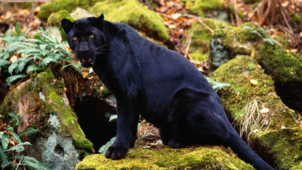 Wallpaper Stone, Algae, Plants, Background, Covered, Green, Black, Panther, Sitting