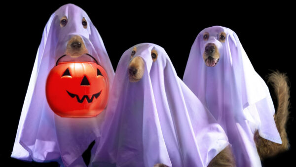 Wallpaper Dress, Dogs, Background, Black, Funny, Halloween, Pumpkin