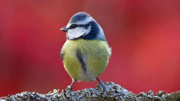 Wallpaper Branch, Desktop, Standing, Eurasian, Dry, Tree, Background, Red, Birds, Tit, Bird, Blur, Blue