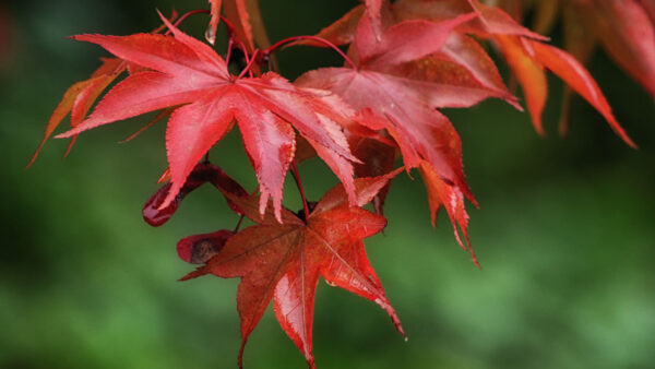 Wallpaper Tree, Leaves, Desktop, Blur, Branches, Mobile, Photography, Red, Maple, Background, Green