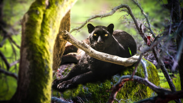 Wallpaper Covered, Rock, Algae, Down, Lying, Panther, Black, Eyes, Yellow