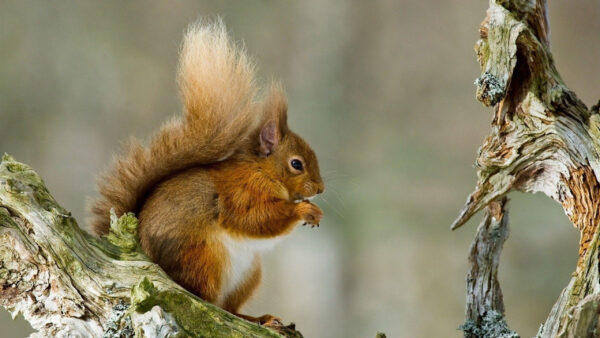 Wallpaper Background, Sitting, Squirrel, Trunk, Blur, Tree, Brown, Covered, Algae