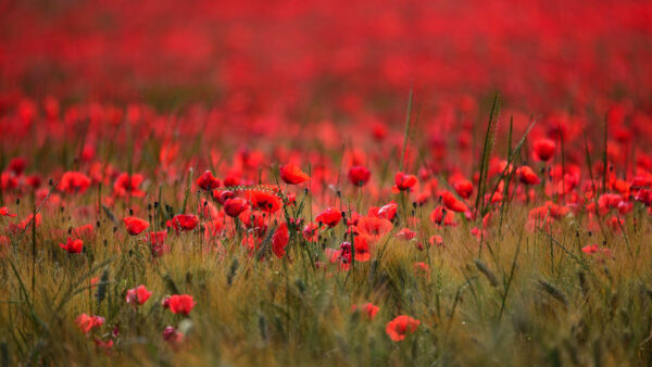Wallpaper Poppy, Red, Buds, Flowers, Background, Grass, Common, Blur, Field, Beautiful