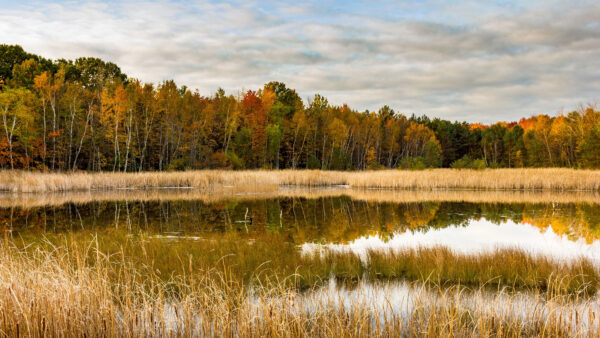 Wallpaper Sky, Green, Desktop, Autumn, Under, Mobile, Dry, Lake, Scenery, Trees, Nature, Colorful, Grass, Reflection, Beautiful