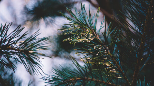 Wallpaper Needles, Leaves, Tree, Photography, Branches, Macro