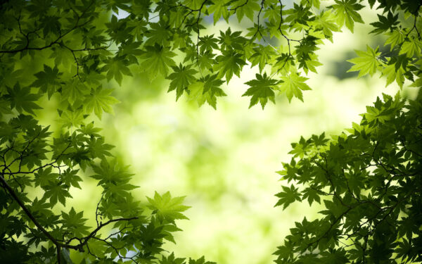 Wallpaper Maple, Green, Leaves