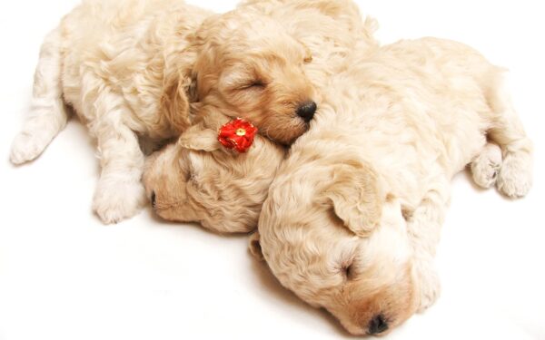 Wallpaper Cute, Puppies, Sleeping