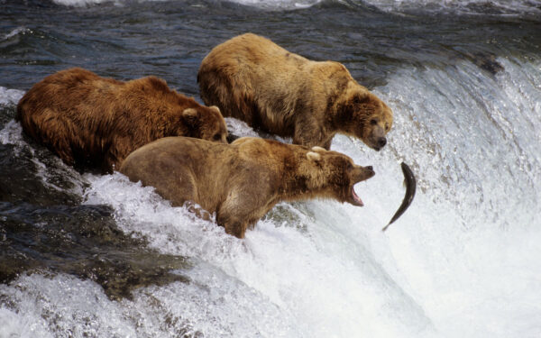 Wallpaper Alaska, Bears, Brown