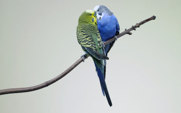 Wallpaper Budgies, Kissing