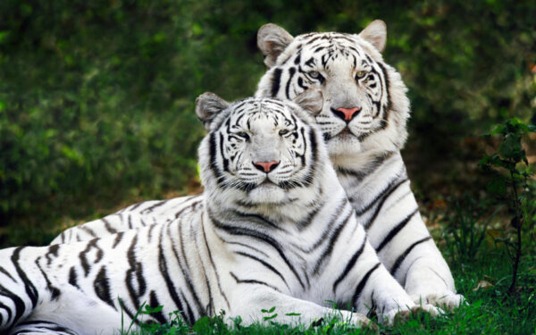 Wallpaper White, Tigers, Bengal, Widescreen