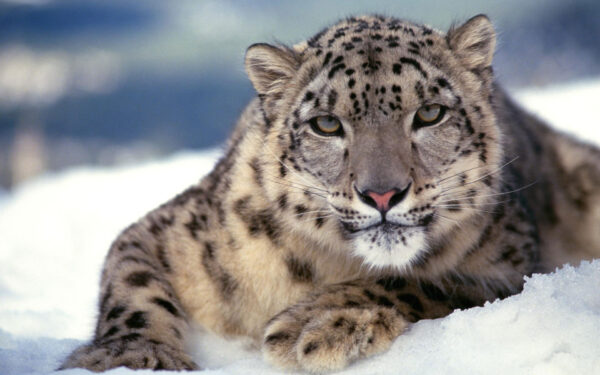 Wallpaper Snow, Leopard, Scary