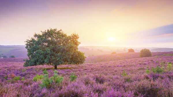 Wallpaper Purple, Landscape, Sunrise