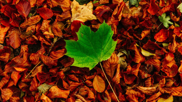 Wallpaper Leaves, Autumn