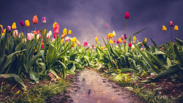 Wallpaper Phone, Background, Wallpaper, Mobile, Pc, Flowers, Earth, Desktop, 4k, Images, Cool, Tulip, Free