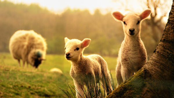 Wallpaper Animal, Animals, Desktop, Mobile, Sheep