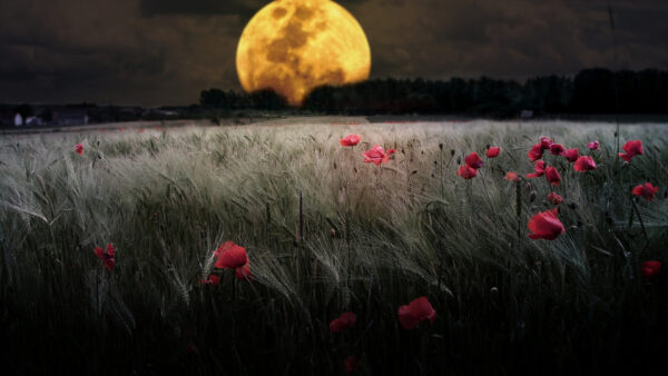 Wallpaper Quater, Cool, Night, Background, Time, Pc, Images, Landscape, Moon, Desktop, 1920×1080, Wallpaper, During, Download, Nature, Free