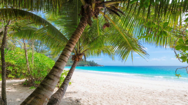 Wallpaper Sand, Ocean, Calm, View, Beautiful, Palm, Nature, Trees, Beach, Water, Desktop, Body, Mobile