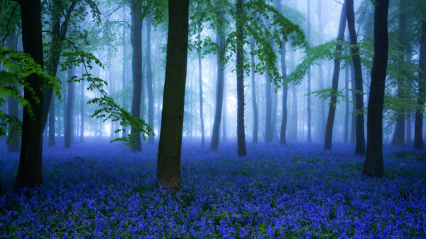 Wallpaper Nature, Forest, Fog, Mobile, Desktop, Flowers, Flower, Blue, Bluebell, Background