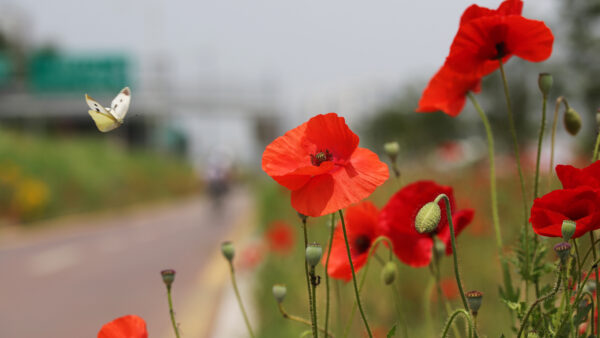 Wallpaper Flowers, Mobile, Insect, Red, Butterfly, Poppy, Flower, Desktop