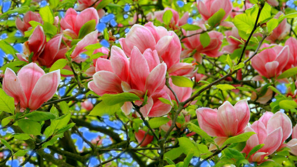 Wallpaper Blossom, Pink, Branch, Closeup, White, Leaves, Magnolia, With, Desktop