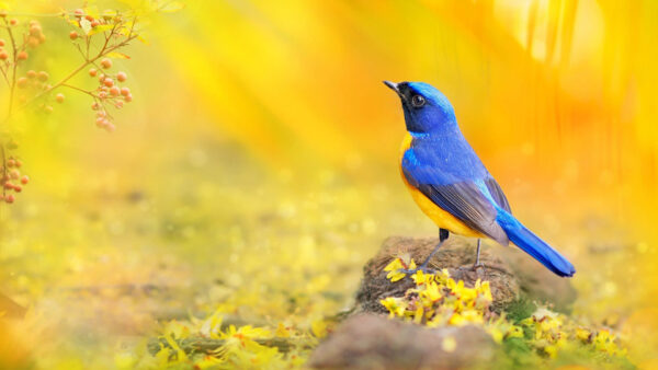 Wallpaper Bird, Stone, Desktop, Blue, Standing, Background, Yellow, Birds