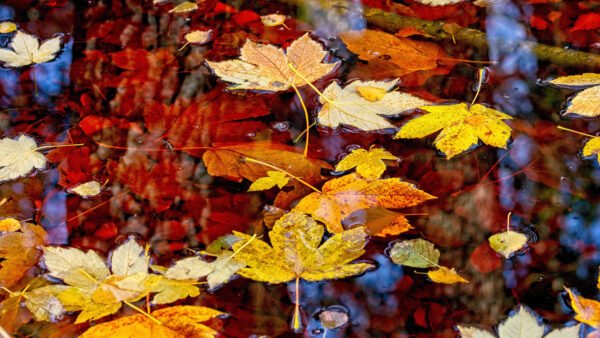 Wallpaper Maple, Leaves, Water, Desktop, Fall, Nature, Mobile