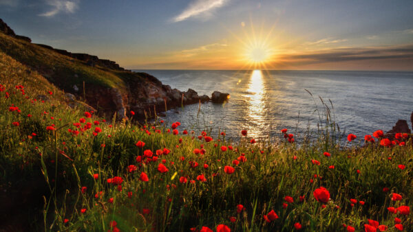 Wallpaper Flower, Nature, Desktop, Mobile, Coastline, Ocean, Poppy, Background, Sunrays, Horizon, Red, Reflection