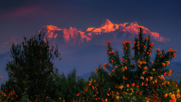 Wallpaper Flower, Under, Mountain, Sunset, Bush, Himalayas, During, Nepal, Desktop, Nature, And