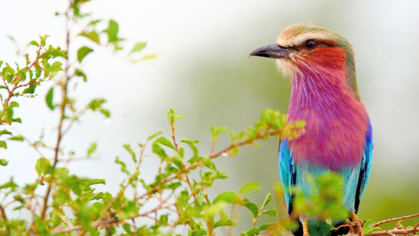 Wallpaper Blur, White, Blue, Background, Pink, Tree, And, Animals, Desktop, Branch, Bird, Lilac, Roller, Breasted, Sitting