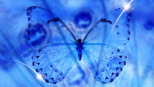 Wallpaper Blue, Desktop, Butterfly, View, Closeup