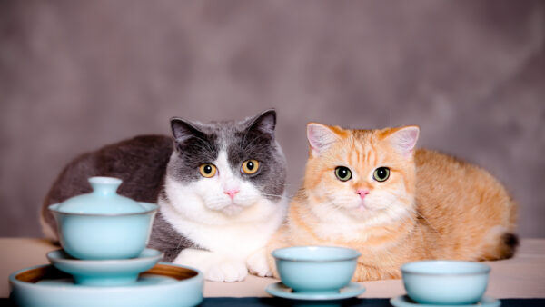 Wallpaper And, Desktop, Near, Cup, Saucer, Mobile, Blue, Are, Kittens, Sitting, Kitten